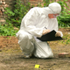 Illustration for article titled How forensic pathologists used maggots to identify an unrecognizable body